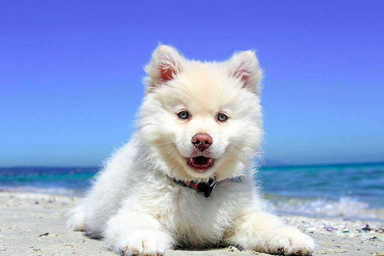 perrita-en-la-playa