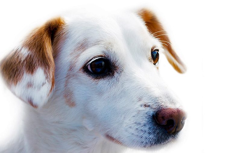 perrita
