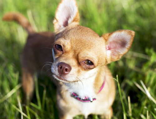 El perro Chihuahua, pequeño pero valiente