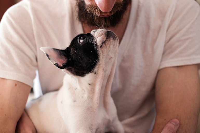 perro comunicandose con su dueño perro comunicandose con su dueño