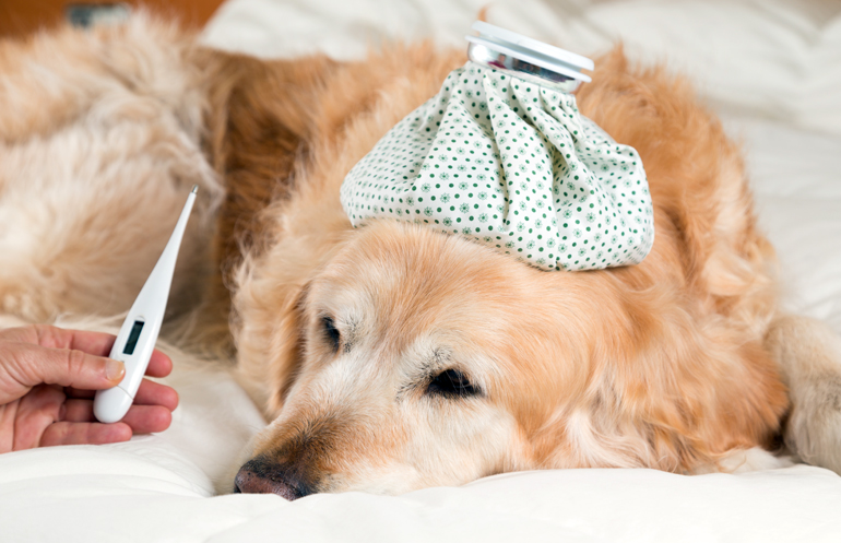perro-con-fiebre