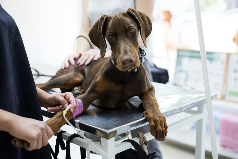 perro con fluidoterapia