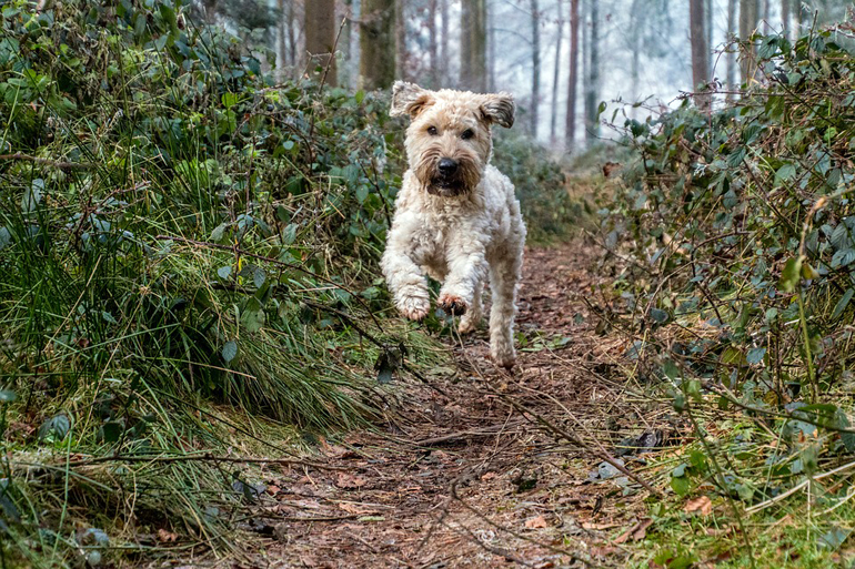 perro en el bosque