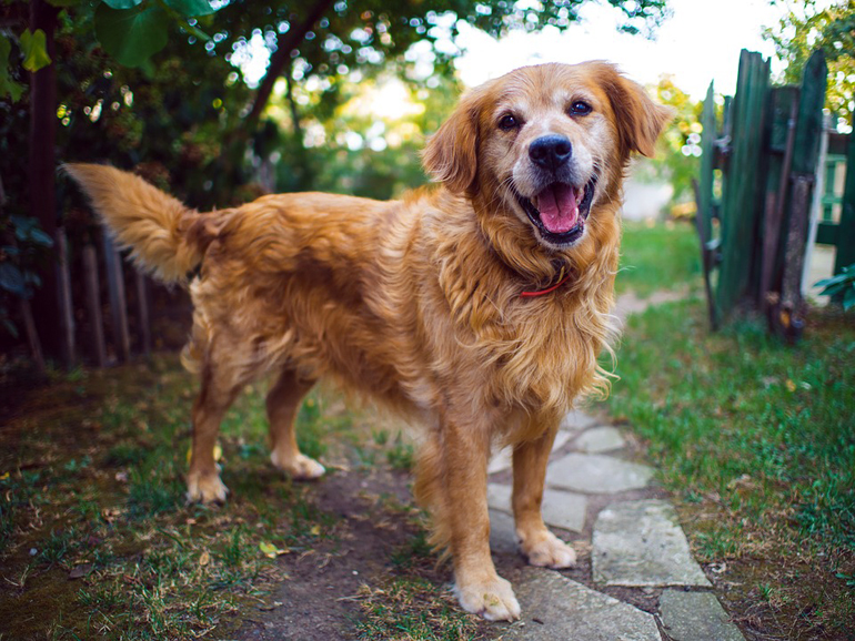 perro-esperando-para-salir-a-pasear