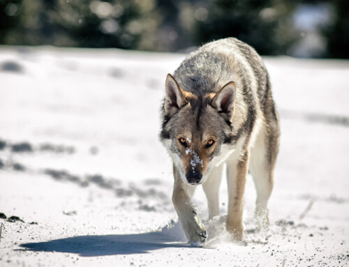 Perro lobo Checoslovaco, carácter y cuidados
