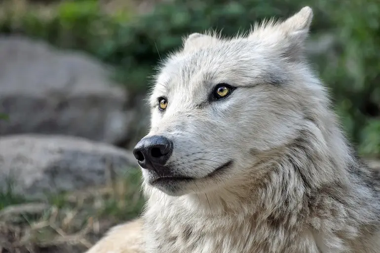 perro-pastor-con-las-orejas-hacia-atrás
