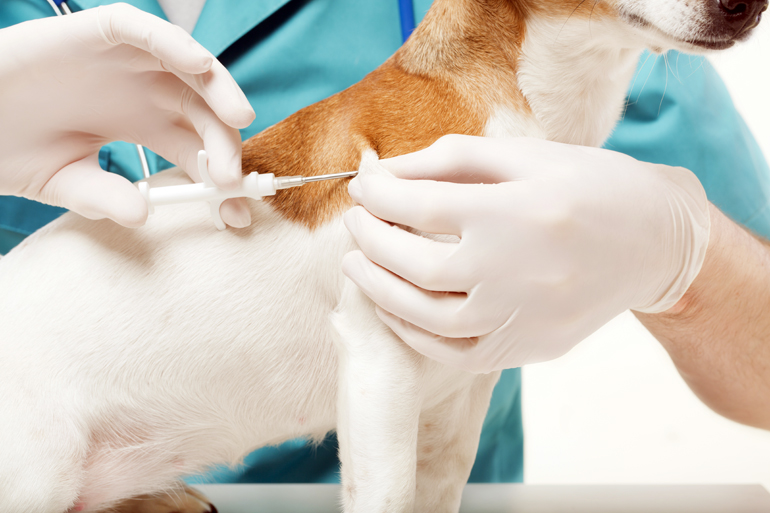 perro-recibiendo-tratamiento-por-inyeccion