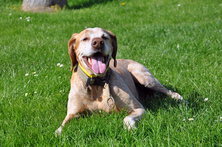 perro-tumbado-en-el-jardín