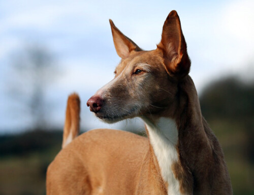 Podenco Ibérico y Portugués