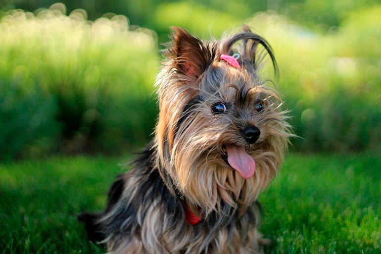 yorkshire perrita