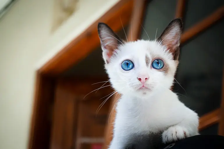 cachorro-de-gato-de-ojos-azules
