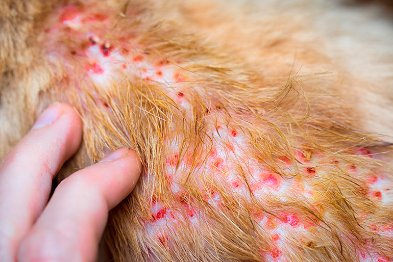 dermatitis-sobre-manto-de-pelo-en-perro