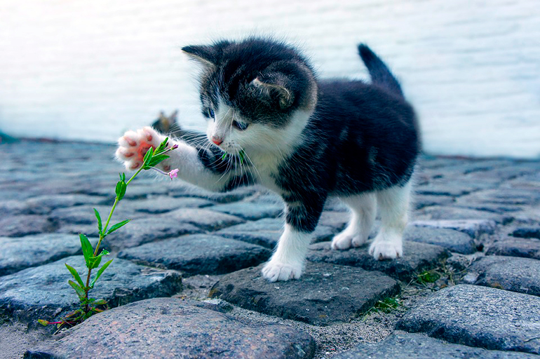 gatita-acariciando-una-flor
