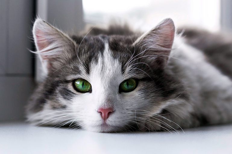 gatita con hermosos ojos verdes