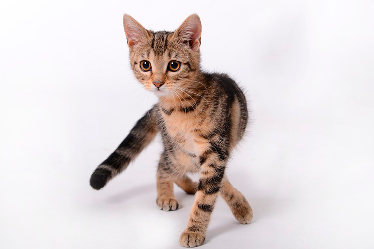 gatita-sin-nombre