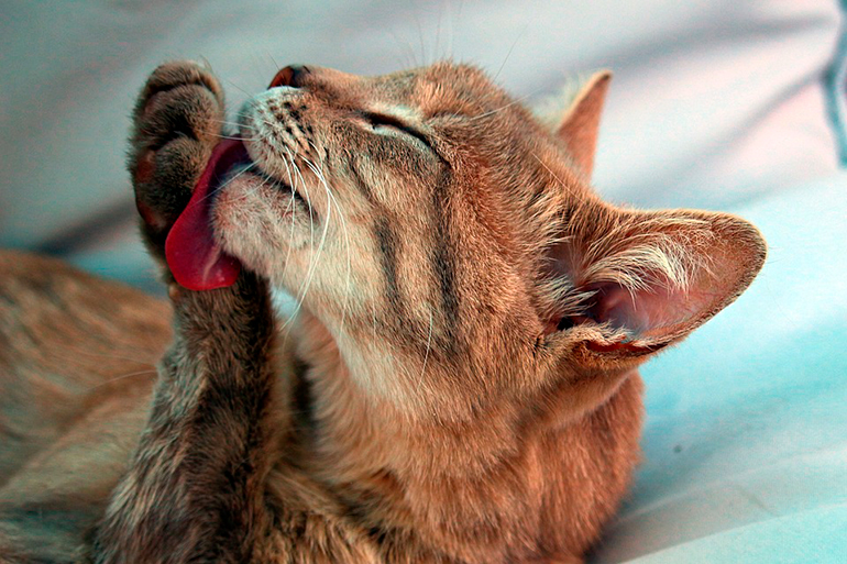 gato-salvaje-lamiendose-las-patas