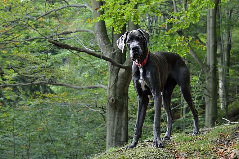 gran danes en el bosque