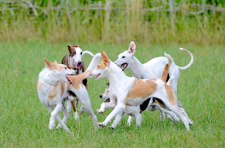 manada-de-perros-jugando