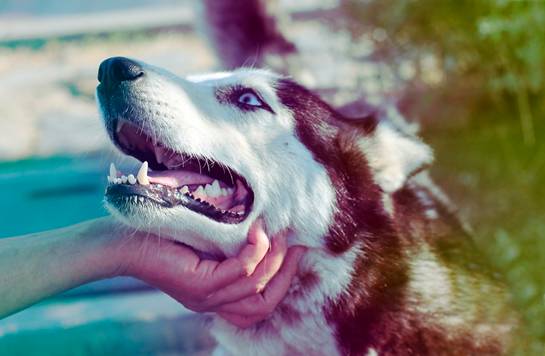 mimando-a-un-perro