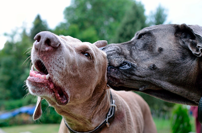pero-lame-oreja-a-otro-perro