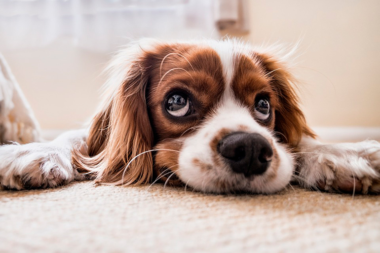 perrita observando