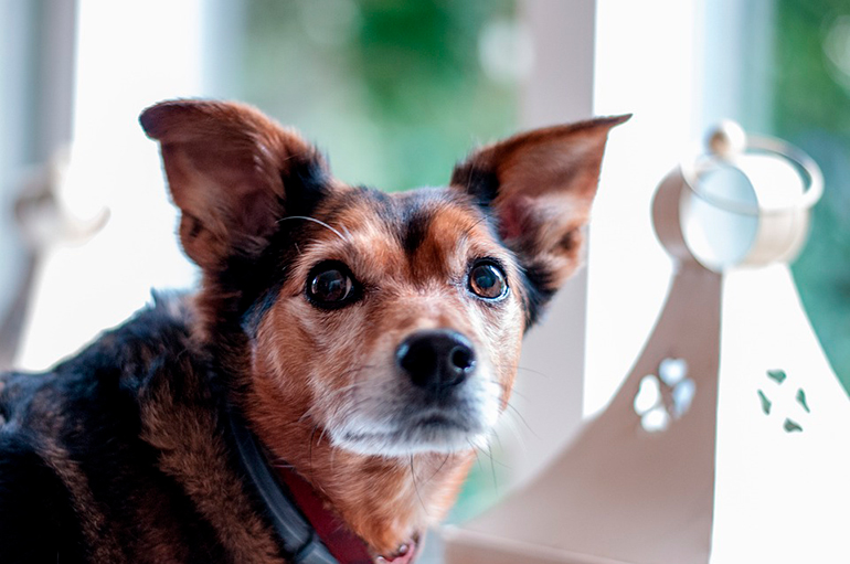 perro-anciano-con-cáncer