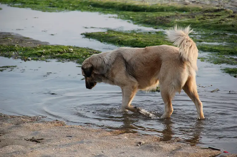 perro-bebiendo-agua-de-estanque
