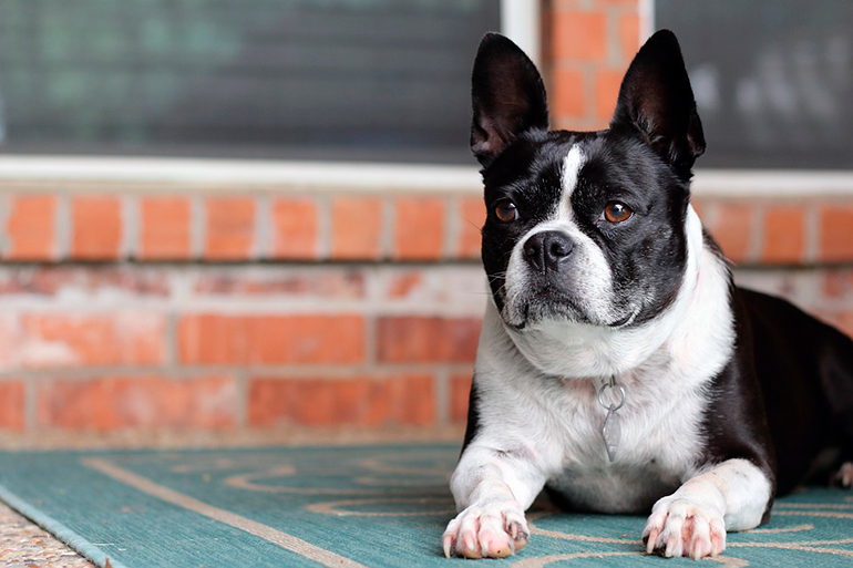 perro-bulldog-tumbado