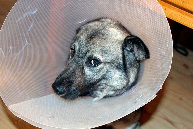perro-con-campana-isabelina