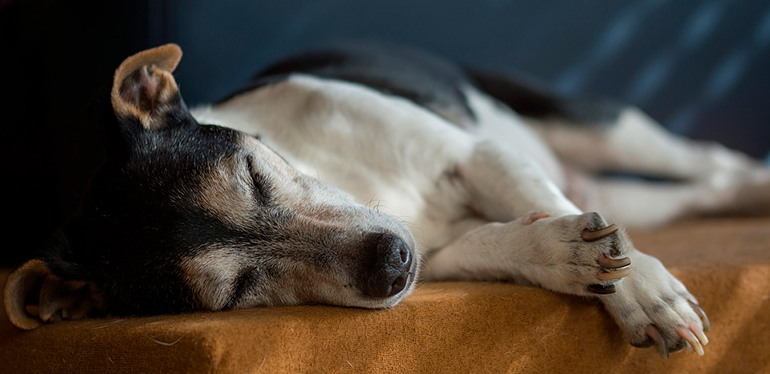perro-con-epilepsia-descansando