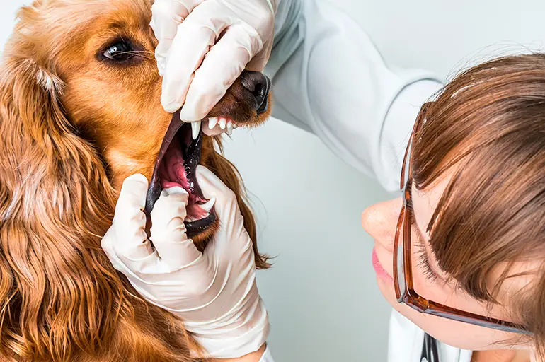 perro con laringitis en consulta veterinaria