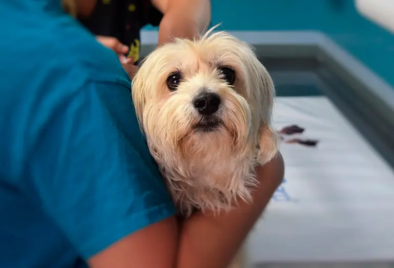 perro-en-clinica-veterinaria