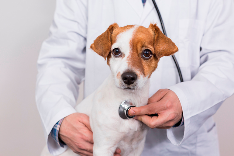 perro-en-revisión-veterinaria