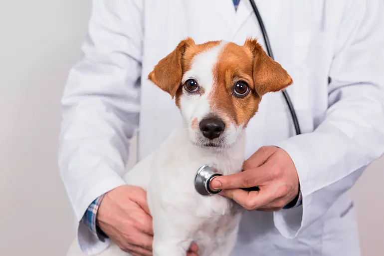 perro-en-revisión-veterinaria