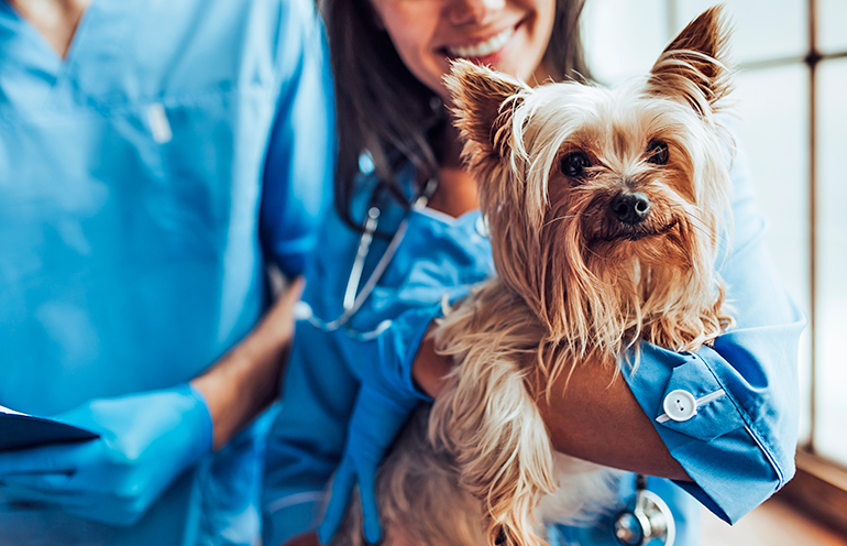 perro-en-tratamiento-para-la-dermatitis