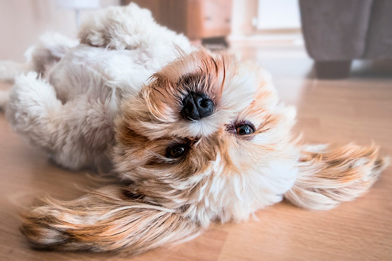 perro tras un ataque epileptico