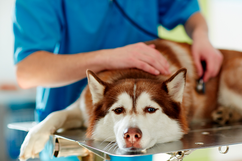 perro tratandose para la hepatitis en veterinaria