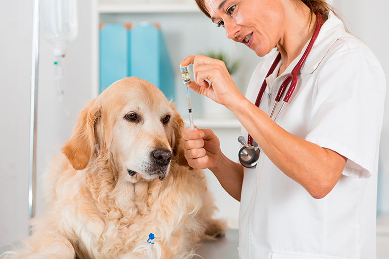 perro vacunandose contra la tos de las perreras