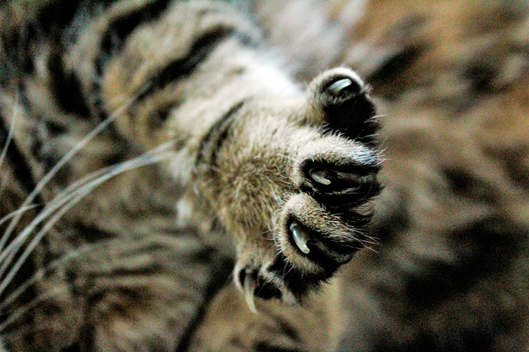 uñas de gato