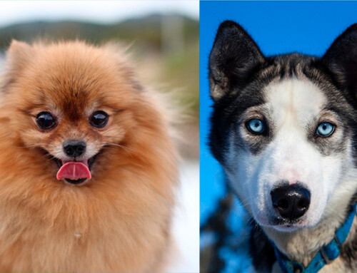 Características de la raza Pomsky