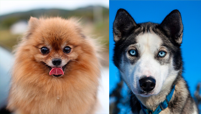 Perro pomsky Perro pomsky