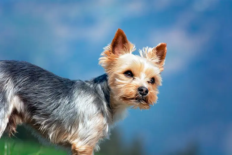Yorkshire-terrier-con-el-pelo-corto