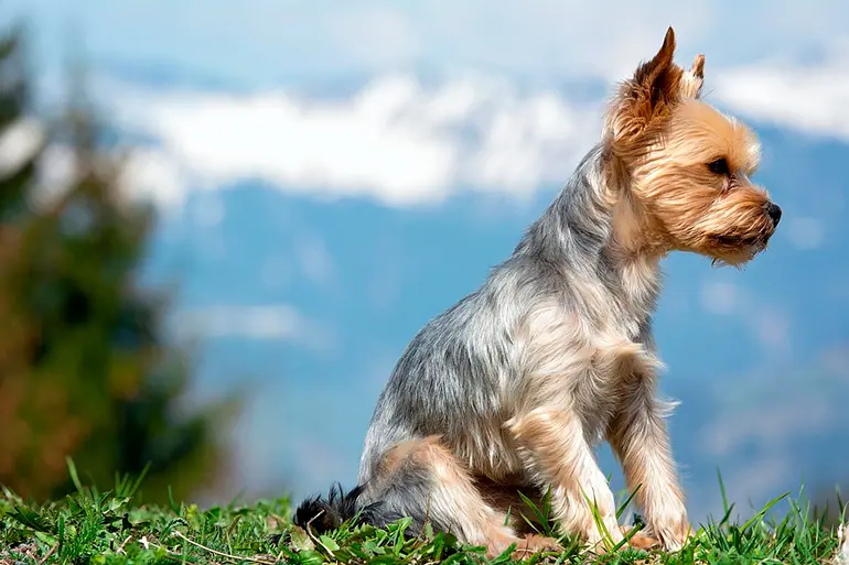Yorkshite-terrier-de-pelo-corto-en-el-jardín