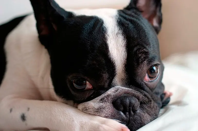 bulldog francés descansando en su cama