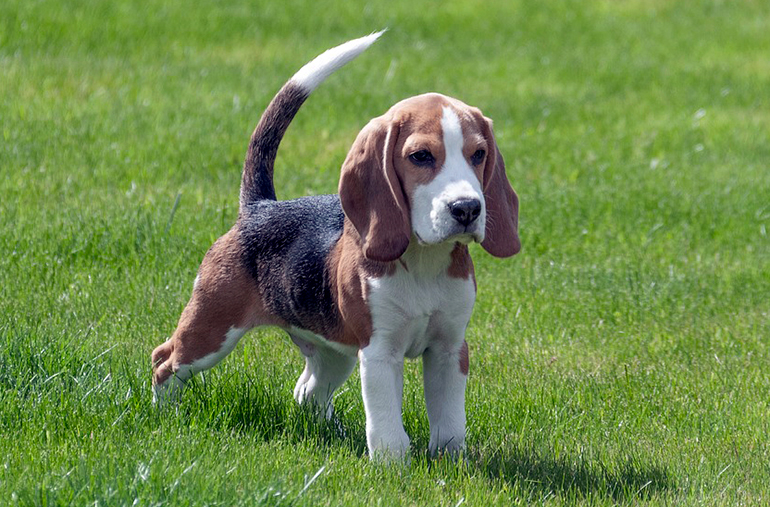 cachorro de perro beagle
