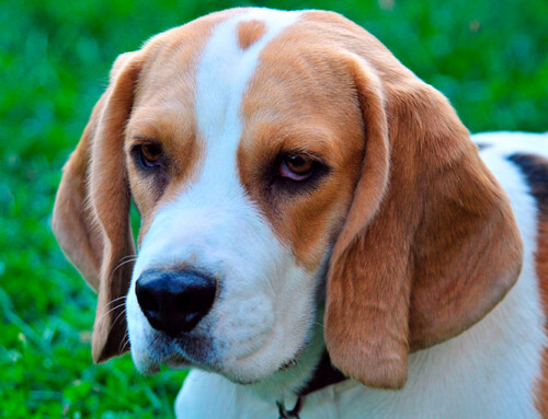 Beagle – Características, comportamiento y cuidados