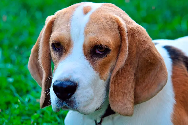 cara de un perro beagle