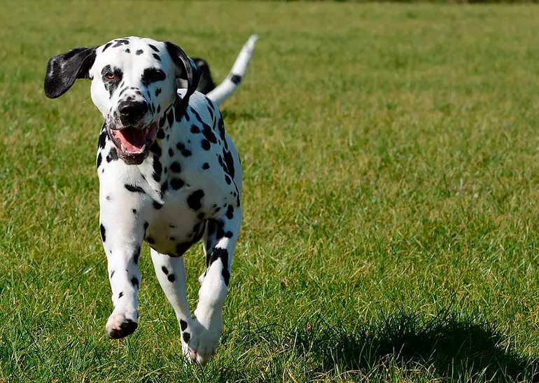 dálmata corriendo