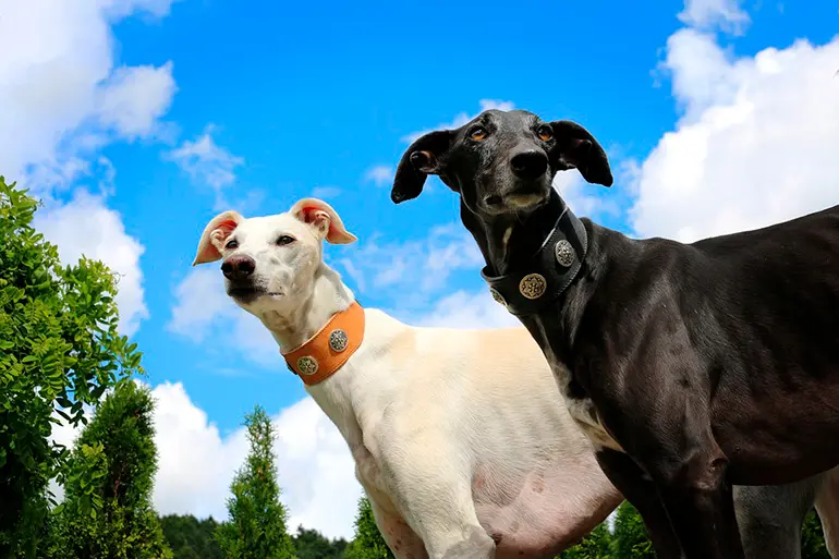 dos-perros-de-raza-galgo