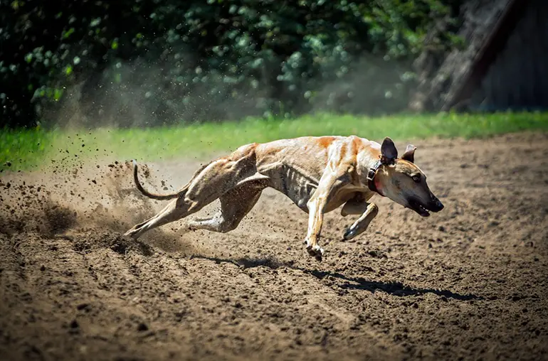 galgo-corriendo